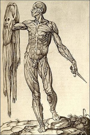 Anatomia del corpo humano Rome, 1559 Copperplate engraving National Library of Medicine Juan Valverde de Amusco (anatomist).jpg