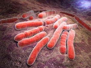 Tuberculosis-bacteria.jpg