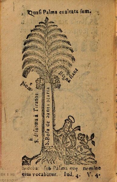 Archivo:Palma exaltada .jpg