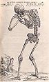 Vesalio-esqueleto.jpg