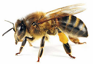 Bee2.jpg