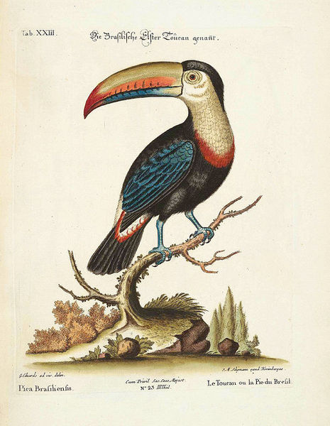 Archivo:Tucán brazil.jpg